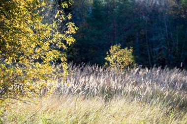 güneşli bir günde doğada sonbahar renkli altın ağaç yaprakları