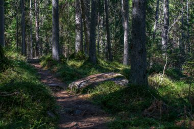 kayalar ve yosun ile karanlık gizemli ladin ağaç orman