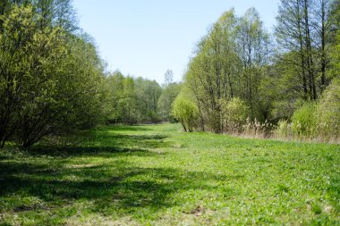 ilkbaharda taze yeşil orman ağaçları