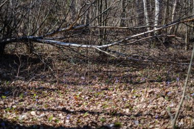 orman bahar kuru ağaç gövdeleri