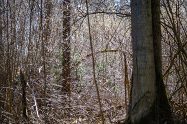 Taze bahar yeşili ladin ağacı ormanı güneşli bir günde