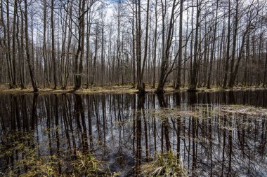 s üzerinde hiçbir bitki örtüsü ile erken ilkbaharda ülke orman nehri