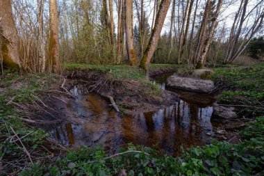 ağaç gövdeleri ve dalları ile çevrili orman gölü hiçbir izni ile