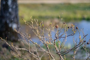 ağaç gövdeleri ve dalları ile çevrili orman gölü hiçbir izni ile