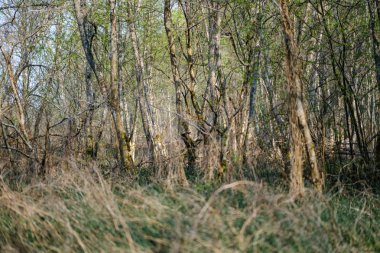ilkbaharda taze yeşil orman ağaçları