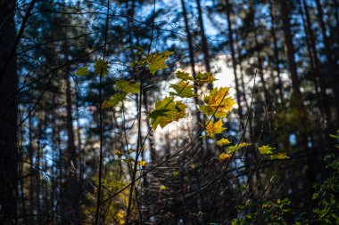 bulanıklık arka plan ve ağaç dalı ile sonbahar altın renkli yaprakları