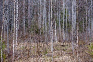 gri günde yapraksız erken ilkbaharda çıplak ağaç dalları