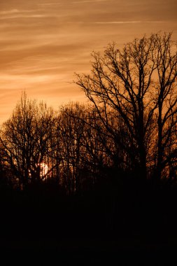 arkasında güneş ile gün batımında açık alanda büyük meşe ağacı