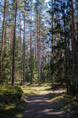 güneş ışınları ve gölgeler ile ormanda boş çakıl toz yolu