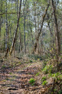 ilkbaharda taze yeşil orman ağaçları