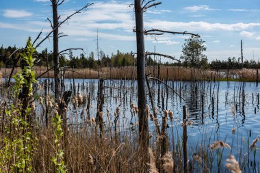 nehirde suda kuru eski ağaç gövdeleri