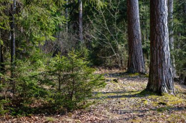 Taze bahar yeşili ladin ağacı ormanı güneşli bir günde