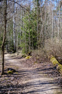 güneş ışınları ve gölgeler ile ormanda boş çakıl toz yolu