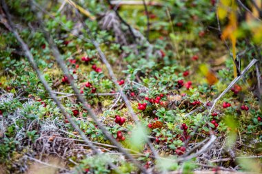 ormanda yosun büyüyen kırmızı lingonberry kızılcık 