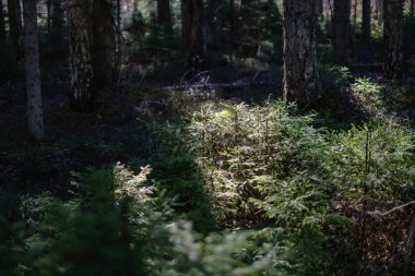 Taze bahar yeşili ladin ağacı ormanı güneşli bir günde