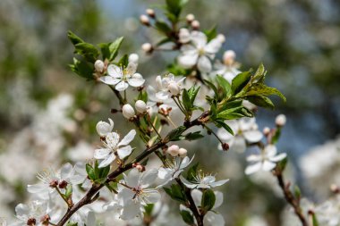 ilkbaharda dallarda açan kiraz ağacı çiçekleri