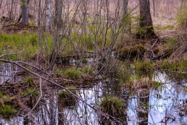 ağaç gövdeleri ve dalları ile çevrili orman gölü hiçbir izni ile