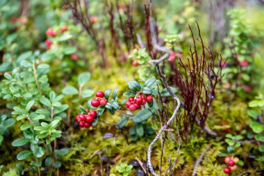 ormanda yosun büyüyen kırmızı lingonberry kızılcık 