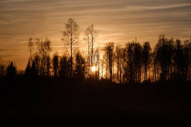 arkasında güneş ile gün batımında açık alanda büyük meşe ağacı