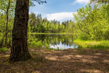 ağaç yansımaları ile ülke gölü etrafında taze yeşil orman 