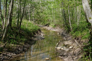düşük su seviyesi ile ormanda kaya kaplı nehir yatağı