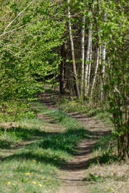 Taze yeşil huş ağacı yaprakları baharda