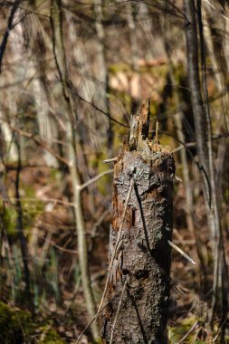 orman bahar kuru ağaç gövdeleri