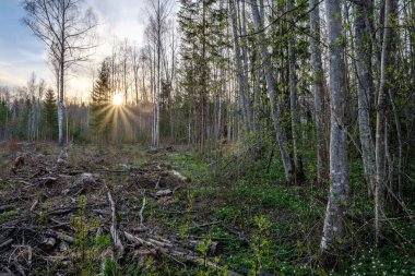 huş ağacı ve aspen ağacı ilk baharda ilk yaprakları yumurtadan ile büyümek