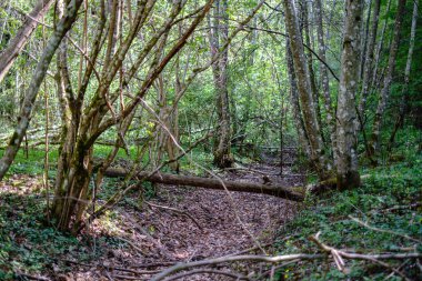 güneş ışınları ve gölgeler ile ormanda boş çakıl toz yolu