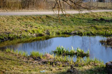 ağaç gövdeleri ve dalları ile çevrili orman gölü hiçbir izni ile