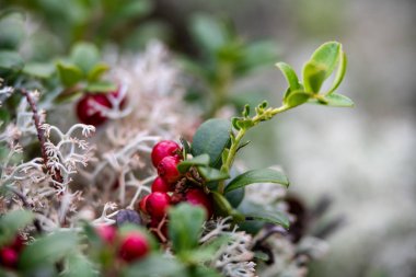ormanda yosun büyüyen kırmızı lingonberry kızılcık 