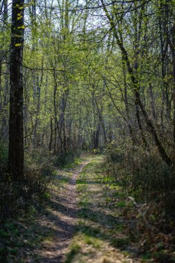 güneş ışınları ve gölgeler ile ormanda boş çakıl toz yolu