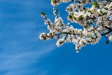 ilkbaharda dallarda açan kiraz ağacı çiçekleri