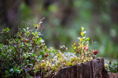 ormanda yosun büyüyen kırmızı lingonberry kızılcık 