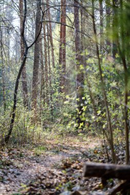 ilkbaharda taze yeşil orman ağaçları