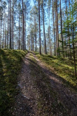 güneş ışınları ve gölgeler ile ormanda boş çakıl toz yolu