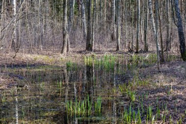 huş ağacı ve aspen ağacı ilk baharda ilk yaprakları yumurtadan ile büyümek