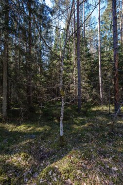 orman bahar kuru ağaç gövdeleri