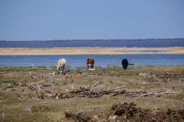 Baharda çıplak çayırlarda yabani inekler