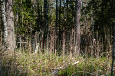 Taze bahar yeşili ladin ağacı ormanı güneşli bir günde