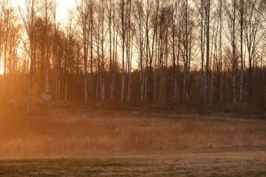 arkasında güneş ile gün batımında açık alanda büyük meşe ağacı