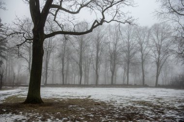 parkta sisli bir günde çıplak ağaç gövdeleri