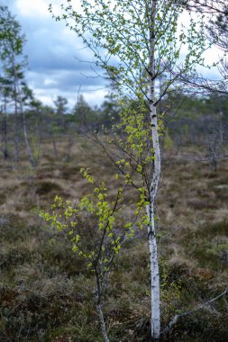 ilkbaharda ağaçlarda ilk taze yeşil yapraklar