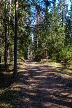 Taze bahar yeşili ladin ağacı ormanı güneşli bir günde