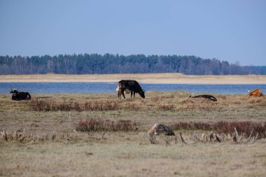 Baharda çıplak çayırlarda yabani inekler