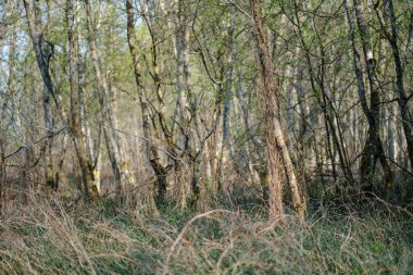 ilkbaharda taze yeşil orman ağaçları