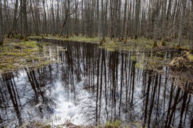 s üzerinde hiçbir bitki örtüsü ile erken ilkbaharda ülke orman nehri