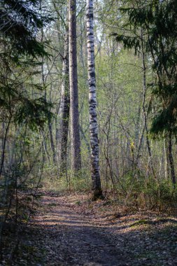 güneş ışınları ve gölgeler ile ormanda boş çakıl toz yolu