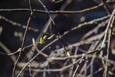 orman bahar kuru ağaç gövdeleri