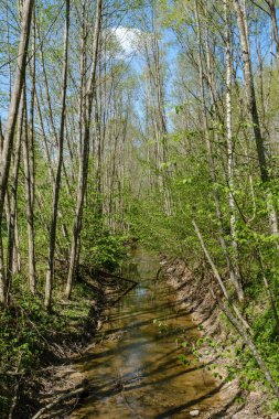 düşük su seviyesi ile ormanda kaya kaplı nehir yatağı